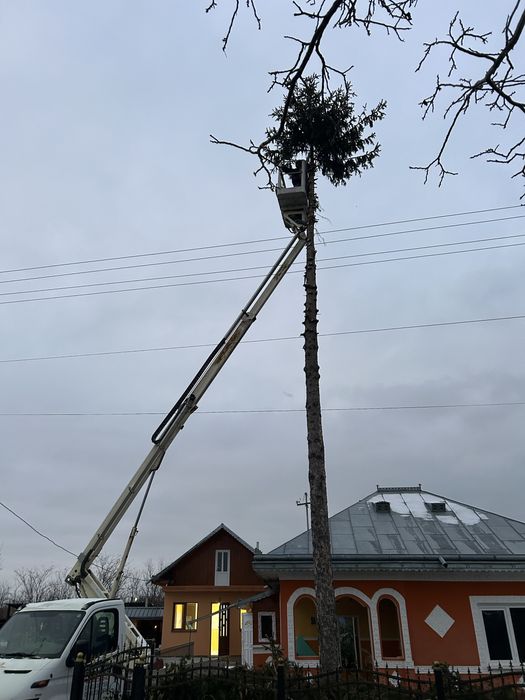 Taiere , Toaletari copaci , defrisari.