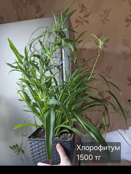 Продам комнатные растения