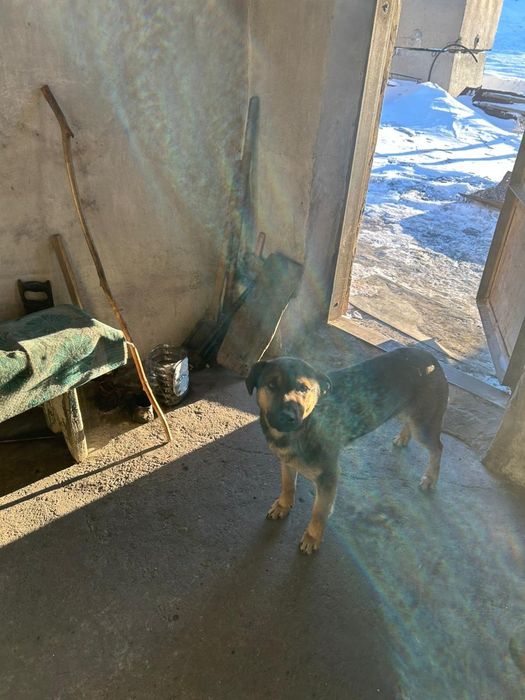 нашлась собака в уражайном