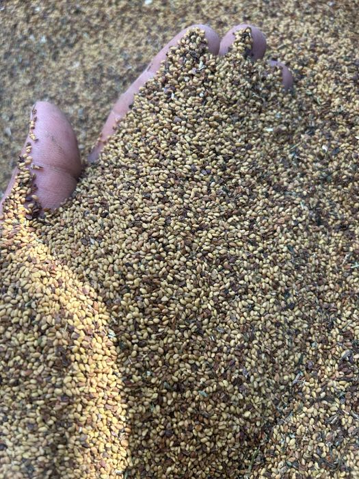 Vand samanta de lucerna pretul este negociabil la cantiate mai mare