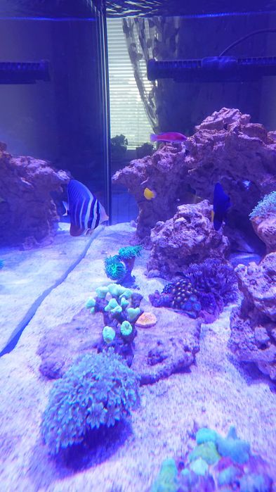 Морски аквариум RED SEA DELUX 425