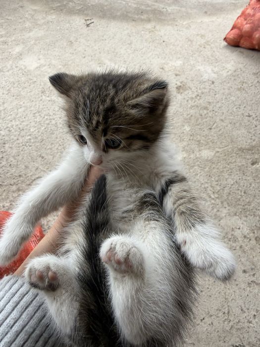 Отдам даром котят крысалов