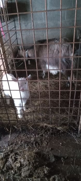 Capra Alpina franceza cauta un nou stăpân!