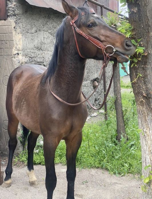 Англо Араб продам