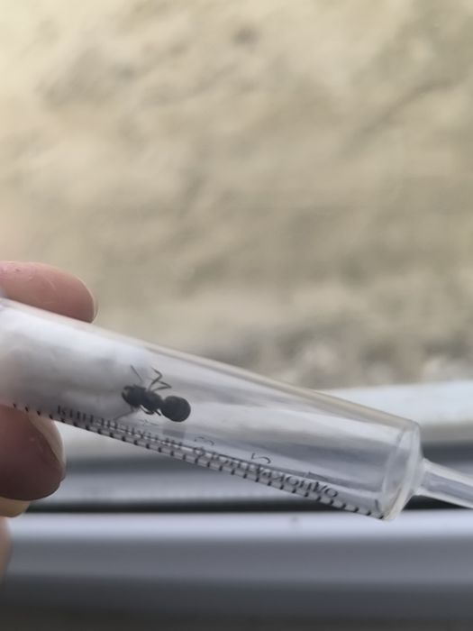 Муравей Матка, Құмырсқа Анасы