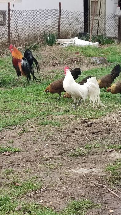 Oплодени яйца - порода Японски феникс