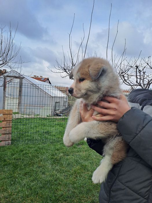 Японска акита ину