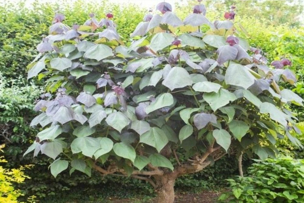 Catalpa Purpea..