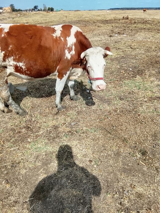 Vaca de a fata 5 luni