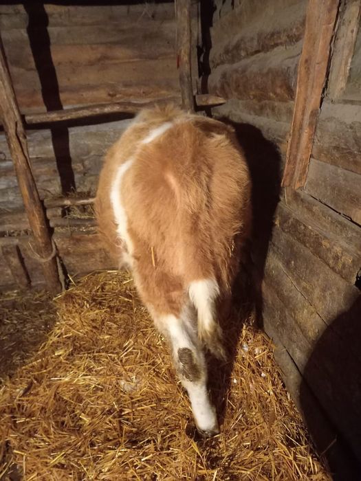 Продам быка годовалый