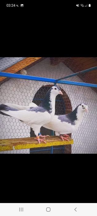 Пазарджишки високолетачи със добри.постежения.