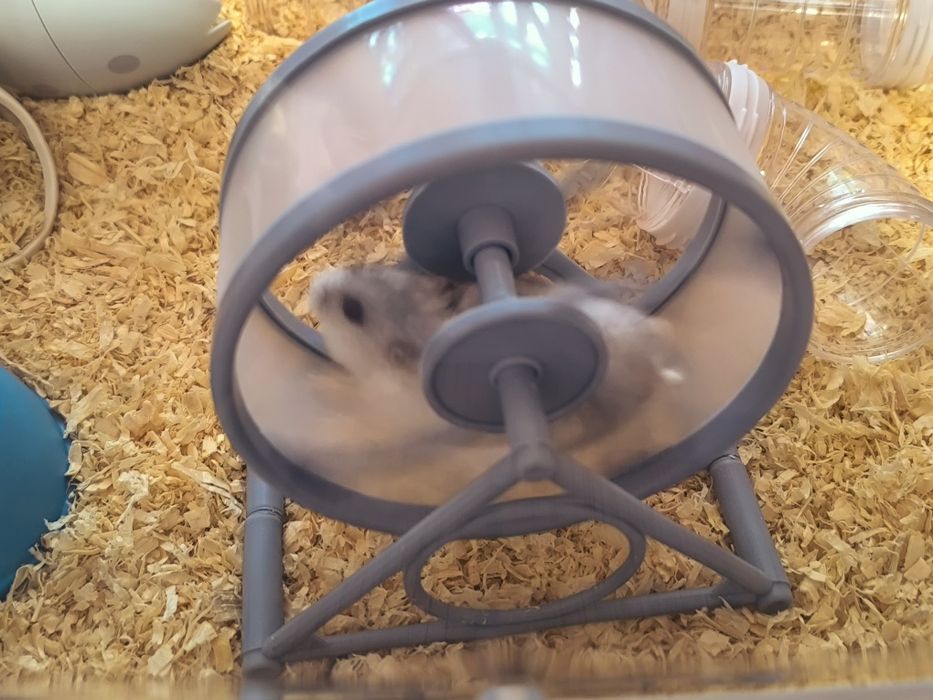 Hamster cu tot cu cușcă.