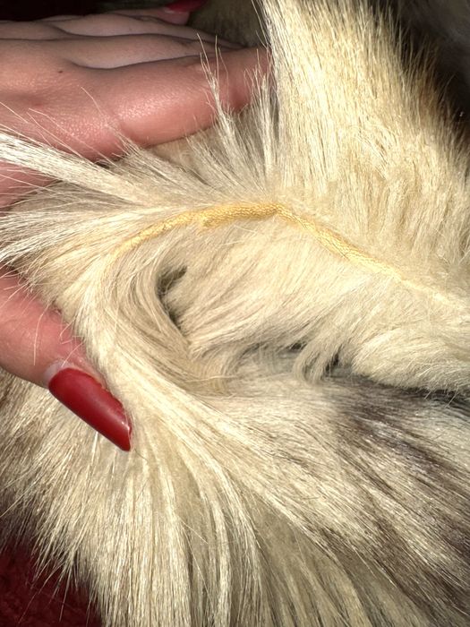 Blana Naturala Colectie