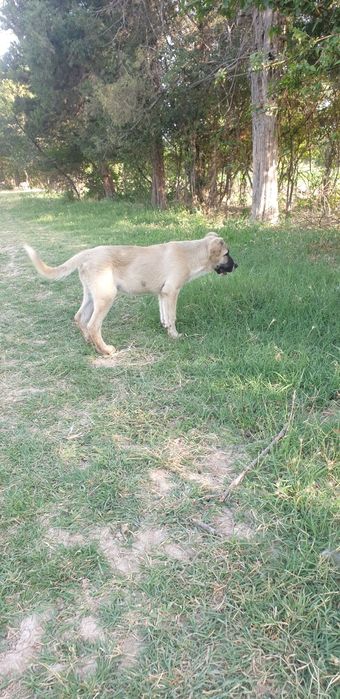 кангал чисьто кровний