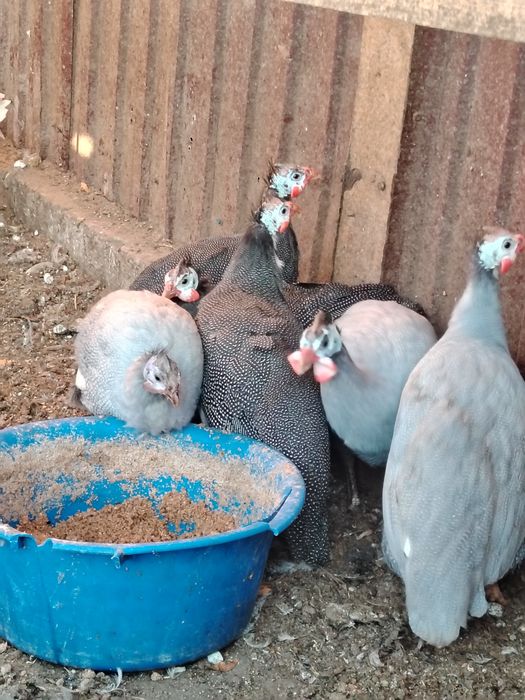 Продам цесарок..