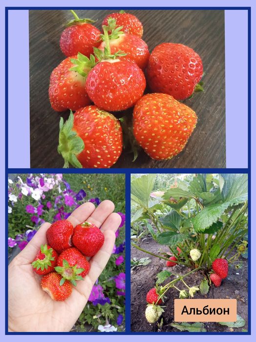 Саженцы клубники