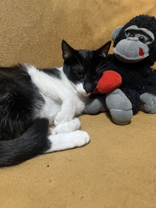 Подарявам женско коте
