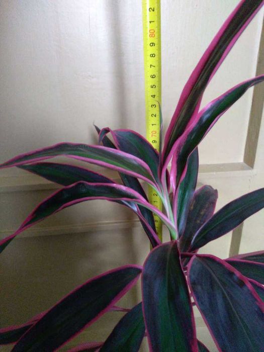 Цветя - стайни растения