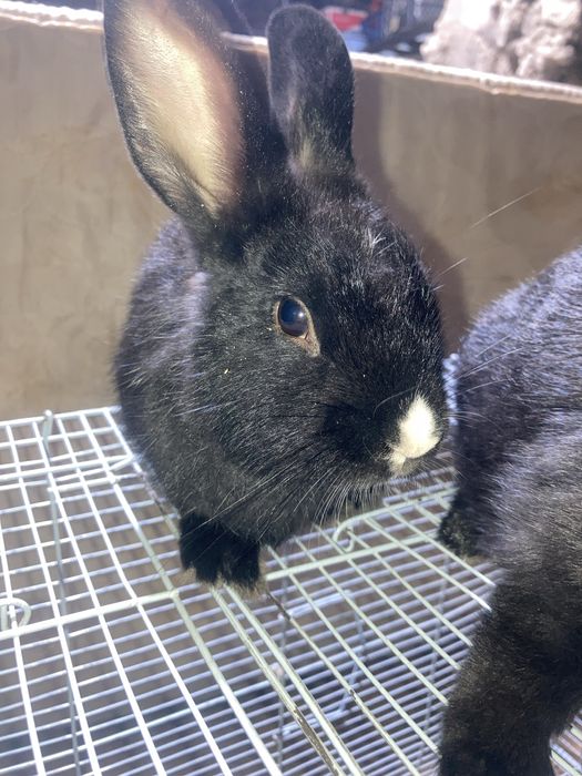 Ikkita qizbola Quyon Karliy.