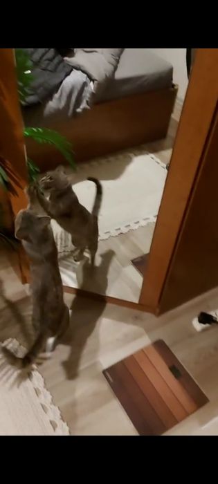 Кошечка бесплатно