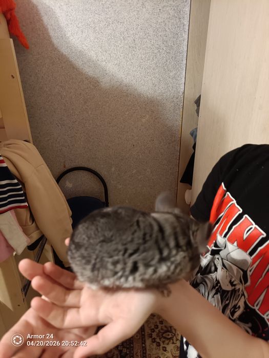 Продам шиншилу  девочку