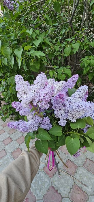 Продаю свежие сирени!