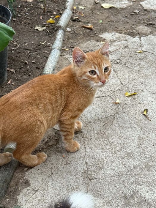 3 котенца търсят нов дом