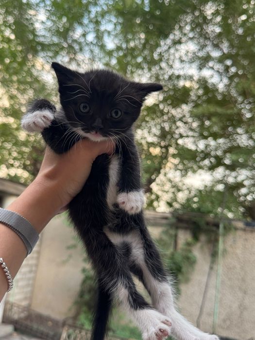 Котята ,домашние