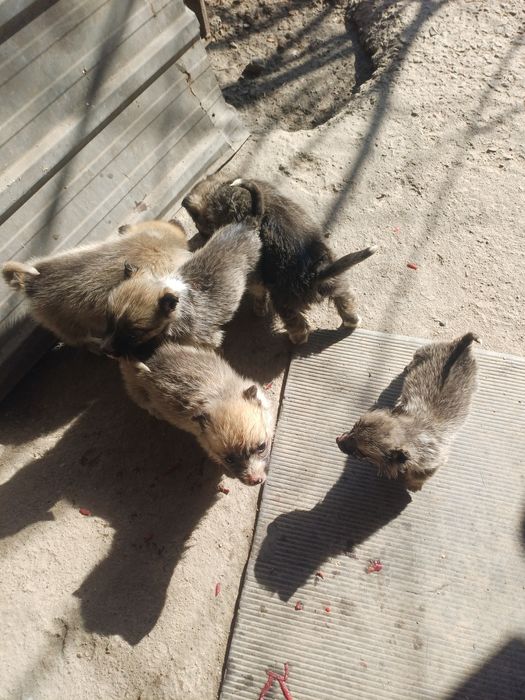 Отадим щенят в добрые ласковые руки