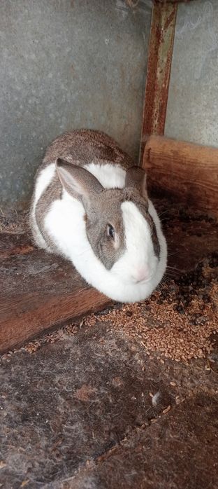 Vând iepuroaica hycole