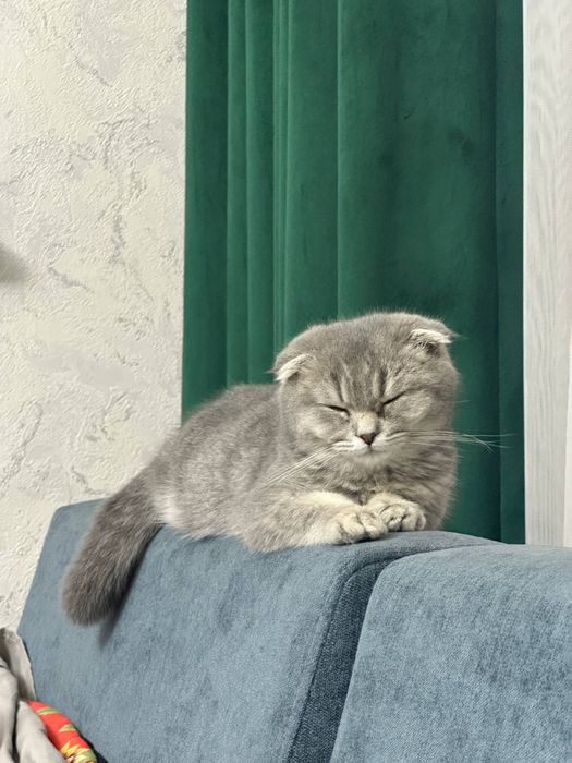 Продаются котенок 6 ойли спокойный  латока оргатилган