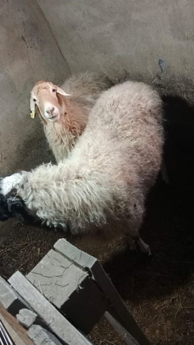 3 козы 2 баронухи