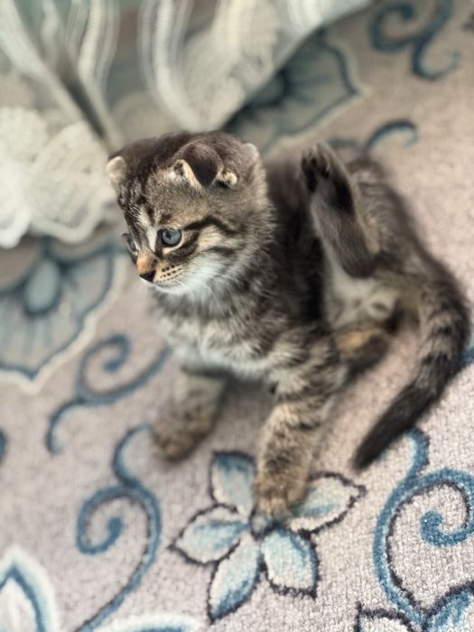 Продаем Кошку с котятами
