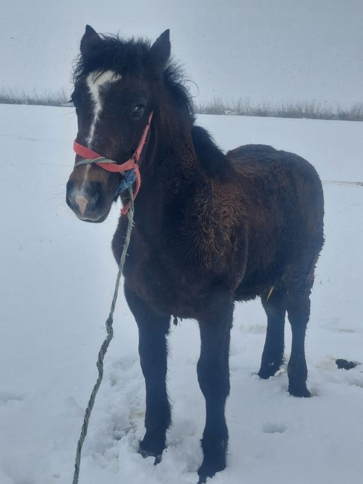 Vand mânz de 5 luni