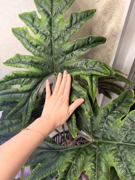 Алоказии клубни и детки