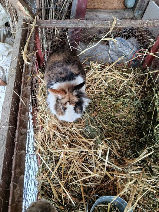 Femele adulte cap de leu