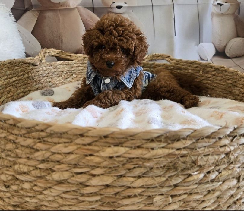 Пудел той Poodle toy генетични тестове на родитерите /родословие Момче