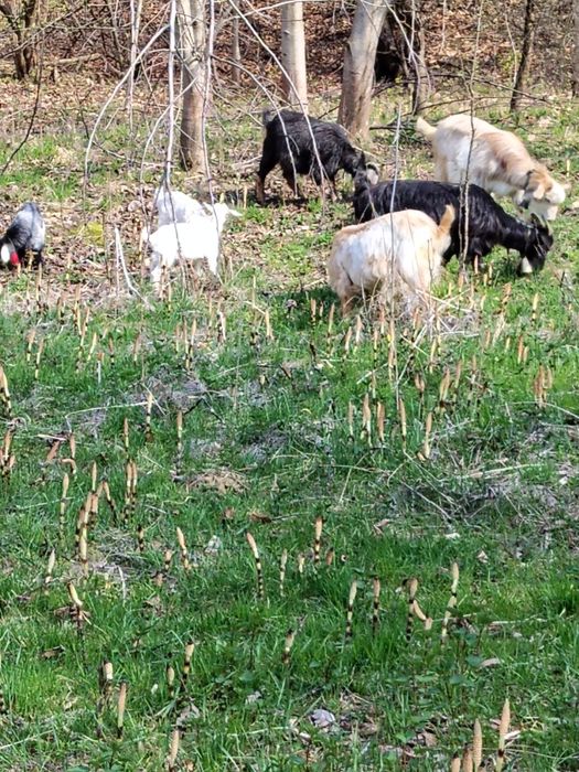 Vând Două capre  cu câte doi iezi