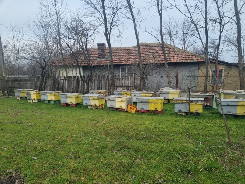 Stup albine  de vanzare