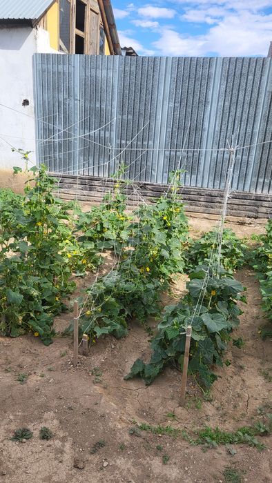 Продам дом на Царском