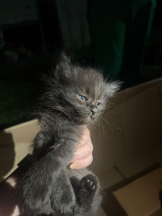 Бездомные котята ищут дом