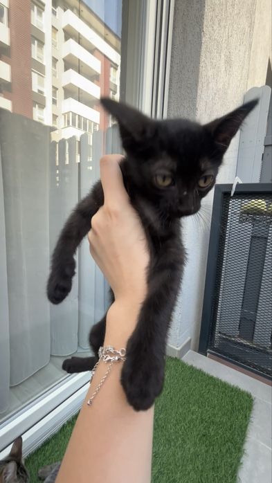 Pisicuti spre donatie