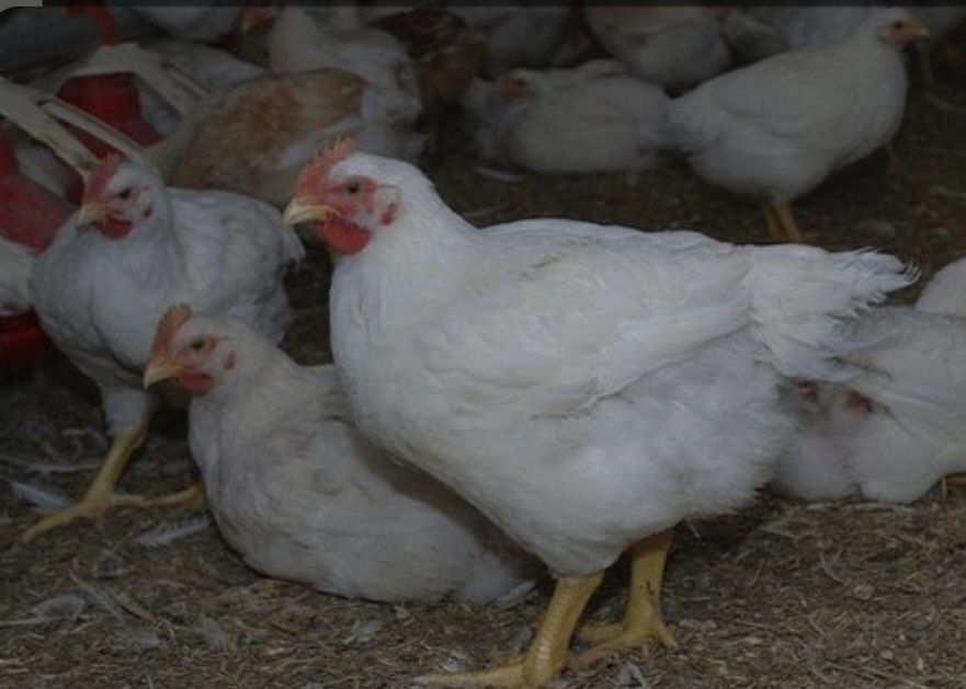 Ferma de pui Angro România