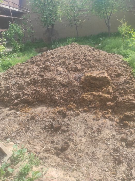 Mol goʻngi tekinga bervoriladi