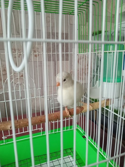 Кенарь,  Файф/Фенеси.