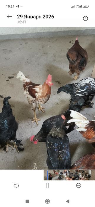 Продам молодых питухов