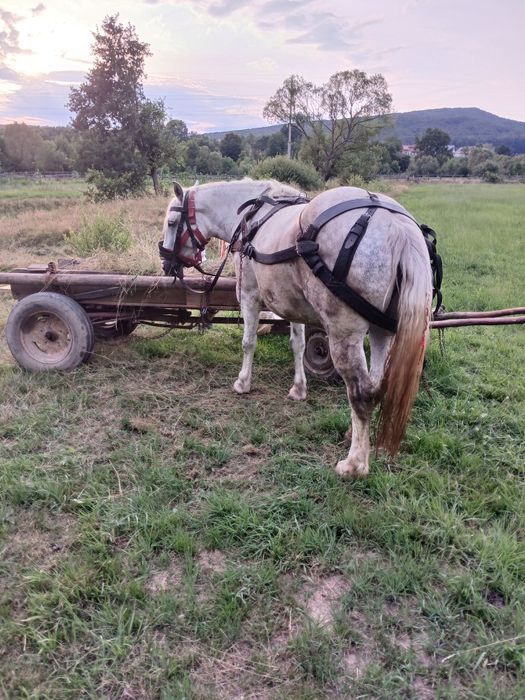 De vinzare iapa de 5 ani