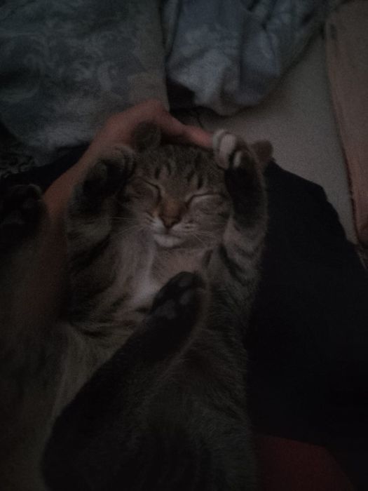 Отдам в добрые руки