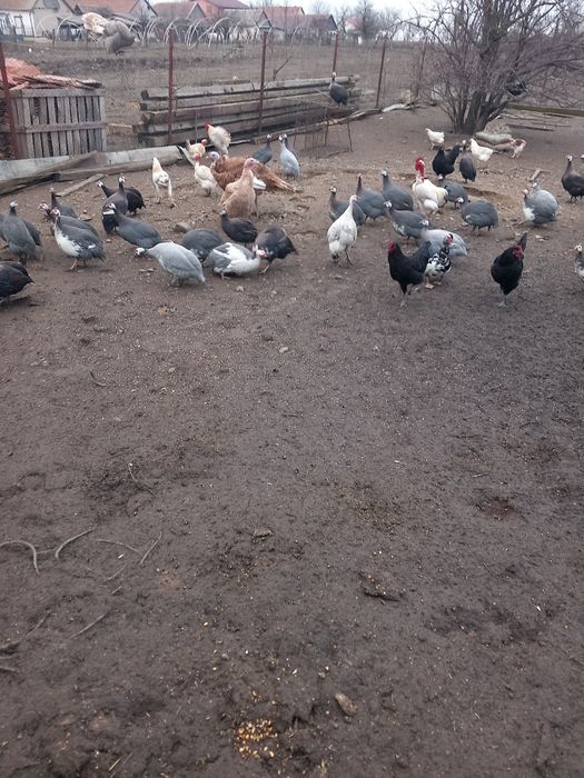 Vând bibilici pirchite