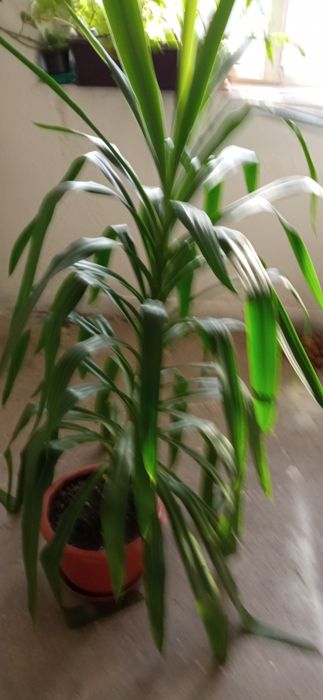 Planta de camera Yuca inaltime 150 cm